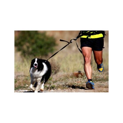 jogging-leash